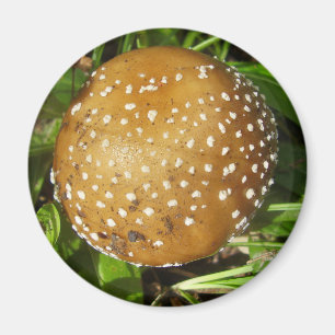 Imán Panther Cap Mushroom Magnet