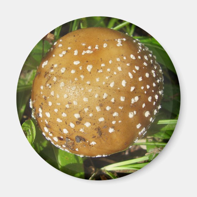 Imán Panther Cap Mushroom Magnet (Frente)