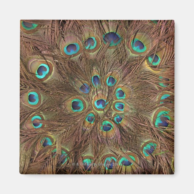 Imán Pañuelas de pavo real (Frente)