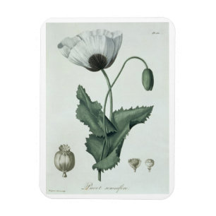 Imán Papaver - somniferum de "Phytographie Medicale"
