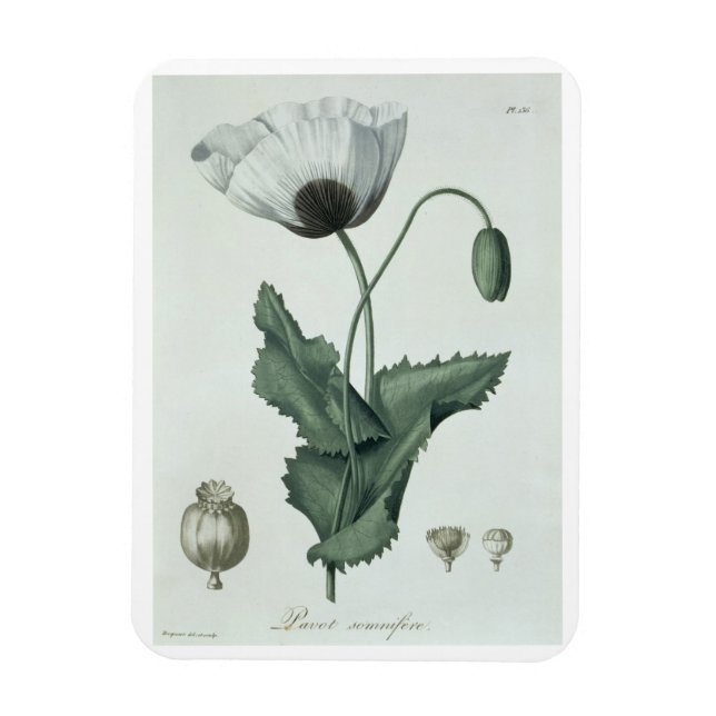 Imán Papaver Somniferum de 'Phytographie Medicale' de (Vertical)
