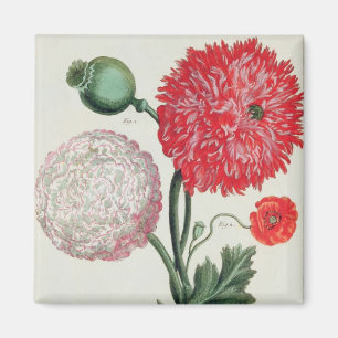 Imán Papaver somniferum y Papaver rheas grabadas por G