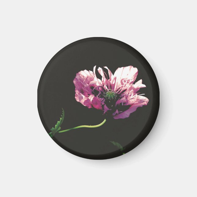Imán Papaver Sugarplum (Frente)