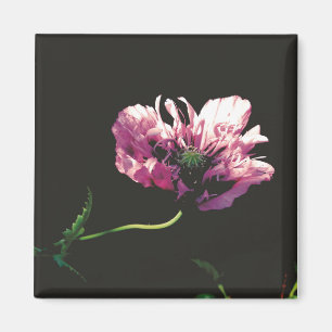 Imán Papaver Sugarplum