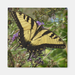 Imán Papilio en Buddleja