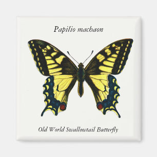Imán Papilio machaon - Mariposa de cola de cigalas del 