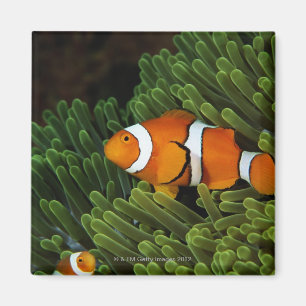 Imán Papúa Nueva Guinea, falso payaso anemonépez y