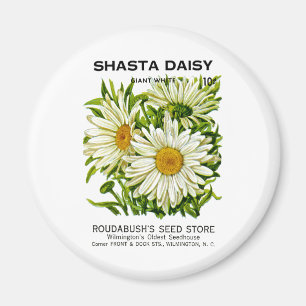 Imán Paquete Shasta Daisy Vintage Seed