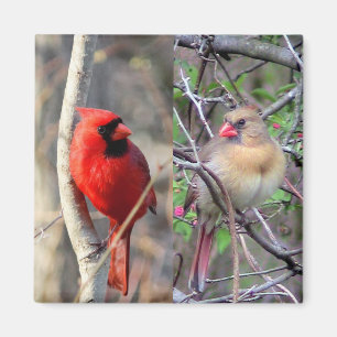 Imán Par cardinal
