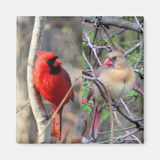 Imán Par cardinal