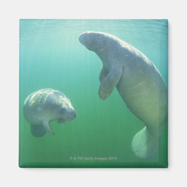 Imán Par de manatíes floridos nadando (Frente)