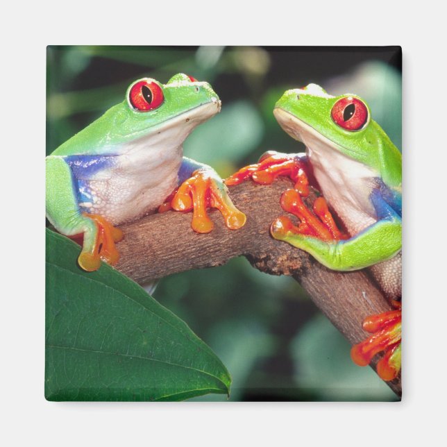 Imán Par de Ojos Rojos Treefrog, Callidryas Agalychinis (Frente)