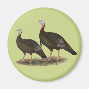Imán Par salvaje del este de los pavos