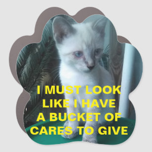 Imanes Meme Gato Zazzle Es