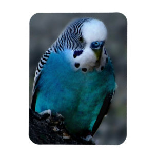 Imán Paracaídas azul