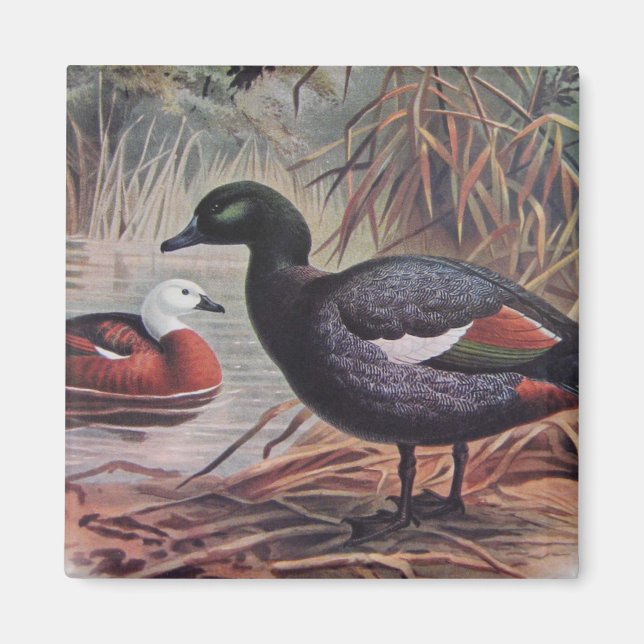 Imán Paraíso de la Vintage Shelduck (Frente)