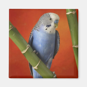 Imán parakeet