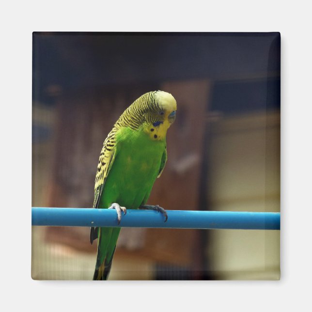Imán Parakeet (Frente)
