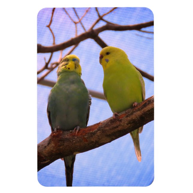 Imán Parakeet Couple (Vertical)