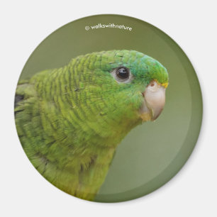 Imán Parakeet lineolado