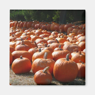 Imán Parche de calabaza Fotografía de la cosecha otoñal
