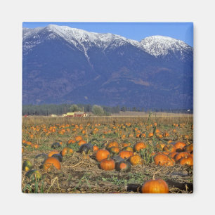 Imán Parche de calabazas del Valle Flathead Montana