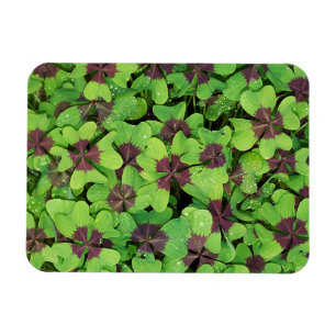 Imán Parche de cuatro hojas, Sorrel, con Dew