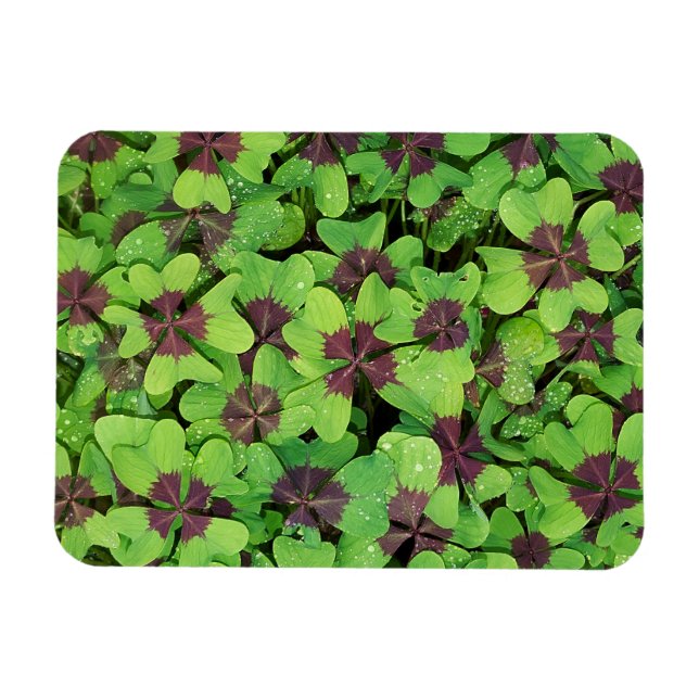 Imán Parche de cuatro hojas, Sorrel, con Dew (Horizontal)