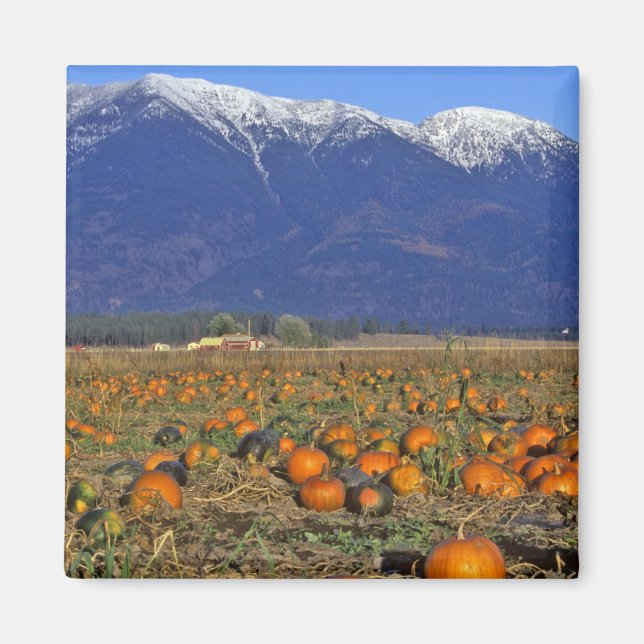 Imán Parche Flathead Valley Montana Pumpkin (Frente)