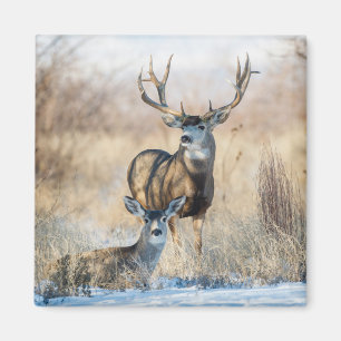 Imán Pare de Buck   Venado Mula
