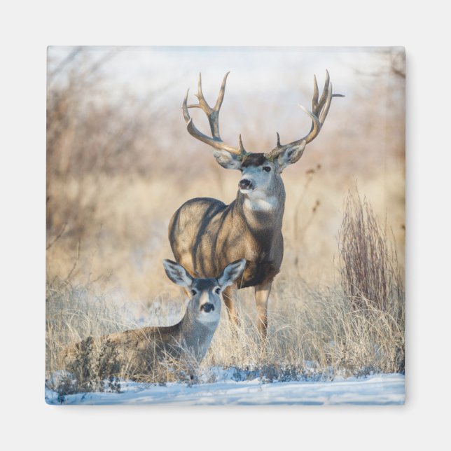 Imán Pare de Buck | Venado Mula (Frente)