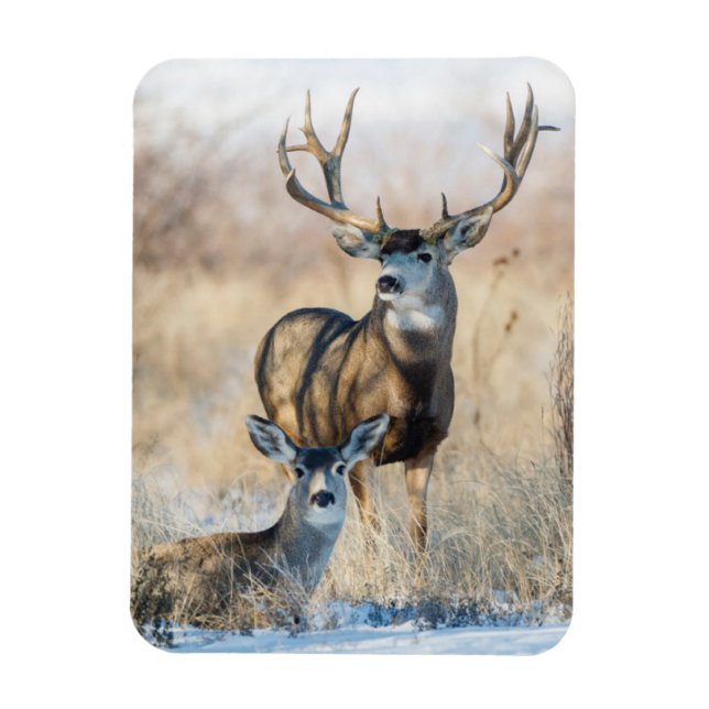 Imán Pareja Buck | Mule Deer (Vertical)