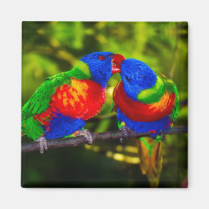 Imán Pareja colorida de loros de besos