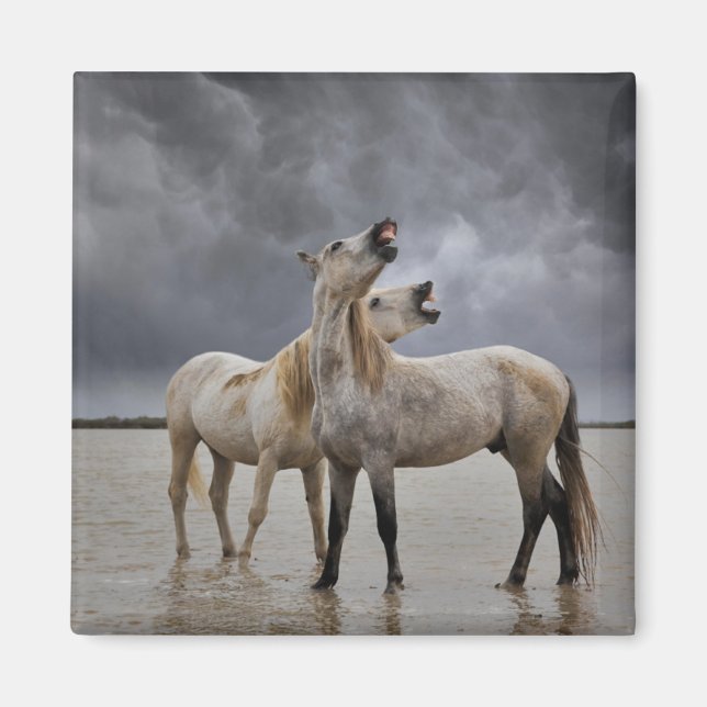 Imán Pareja de caballos de Camargue, Francia del sur (Frente)