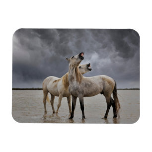 Imán Pareja de caballos de Camargue, Francia del sur