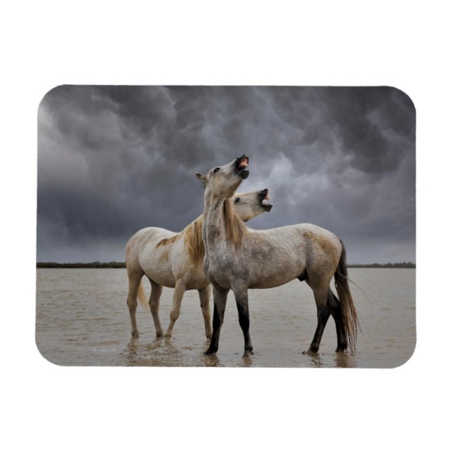 Imán Pareja de caballos de Camargue, Francia del sur (Horizontal)