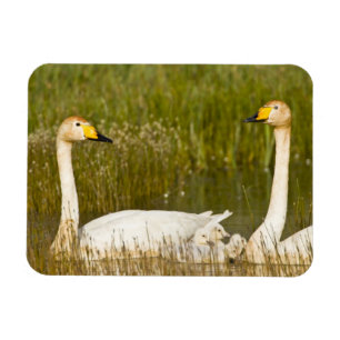 Imán Pareja de cisnes cantores con crías en Islandia.