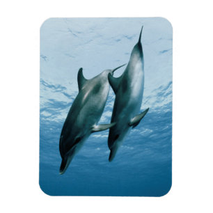 Imán Pareja de delfines