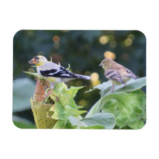 Imán Pareja de finca dorada comiendo semillas de giraso