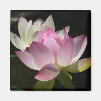 Imán Pareja de flores de Lotus II