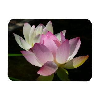 Imán Pareja de flores de Lotus II