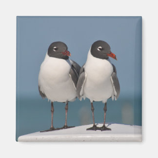 Imán Pareja de gaviotas de cabeza negra