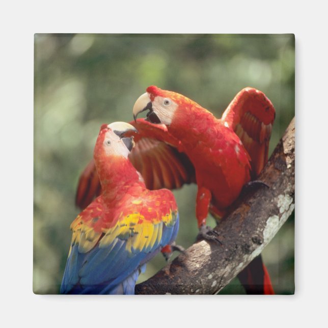 Imán Pareja de guacamayos escarlata (Frente)