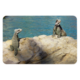 Imán Pareja de Iguanas Fotografía de Vida Silvestre Tro