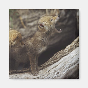 Imán Pareja De Jóvenes Copas De Coyote Que Aplastan