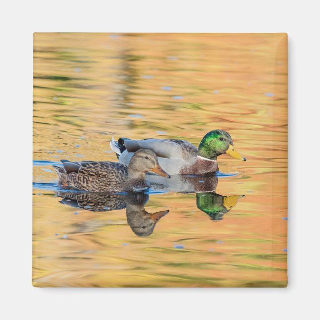 Imán Pareja de Mallards (Frente)