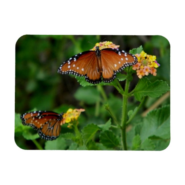 Imán Pareja de mariposas reina (Horizontal)