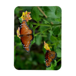 Imán Pareja de mariposas reina