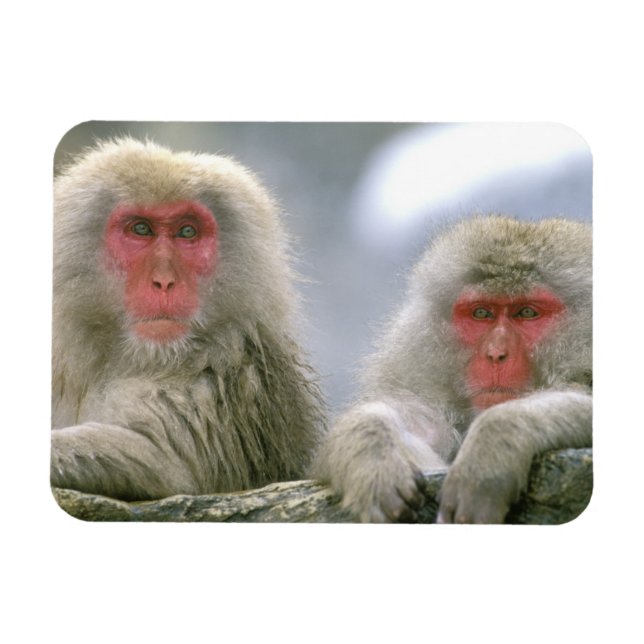Imán Pareja de mono de nieve, Macaco japonés, (Horizontal)