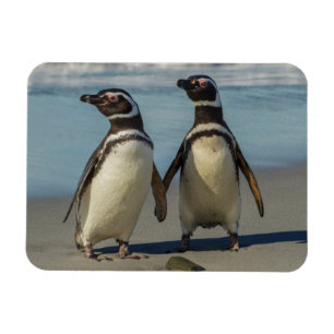 Imán Pareja de pingüinos en la playa